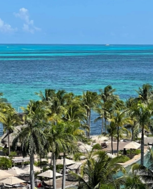 tropical horizon with palm trees